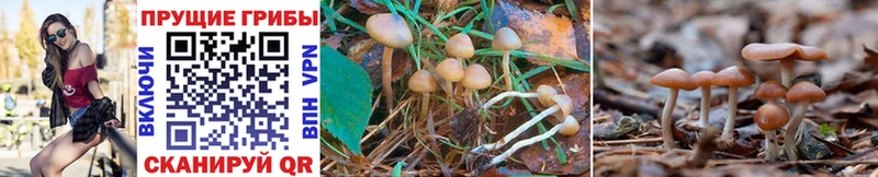 kraken сайт купить Павлово Псилоцибиновые грибы Psilocybine cubensis